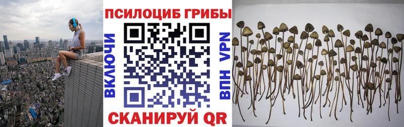 магазин продажи   Щёлково  Галлюциногенные грибы Psilocybe 